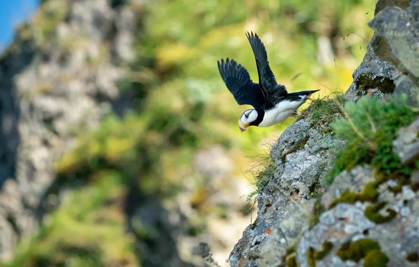 Photo wallpaper flight, stones, background, rocks, bird, wings, slope, stalled