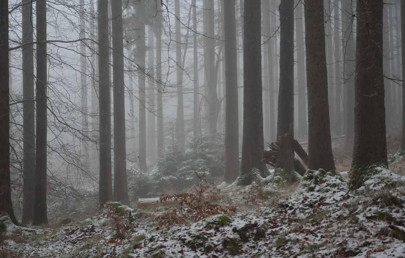 Photo wallpaper winter, forest, snow, trees, nature, fog, Germany, Germany