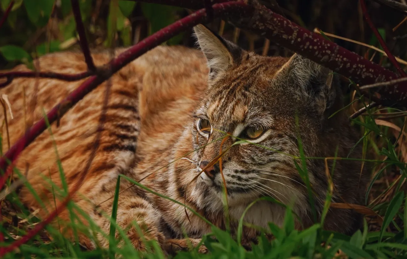 Photo wallpaper branches, lies, lynx