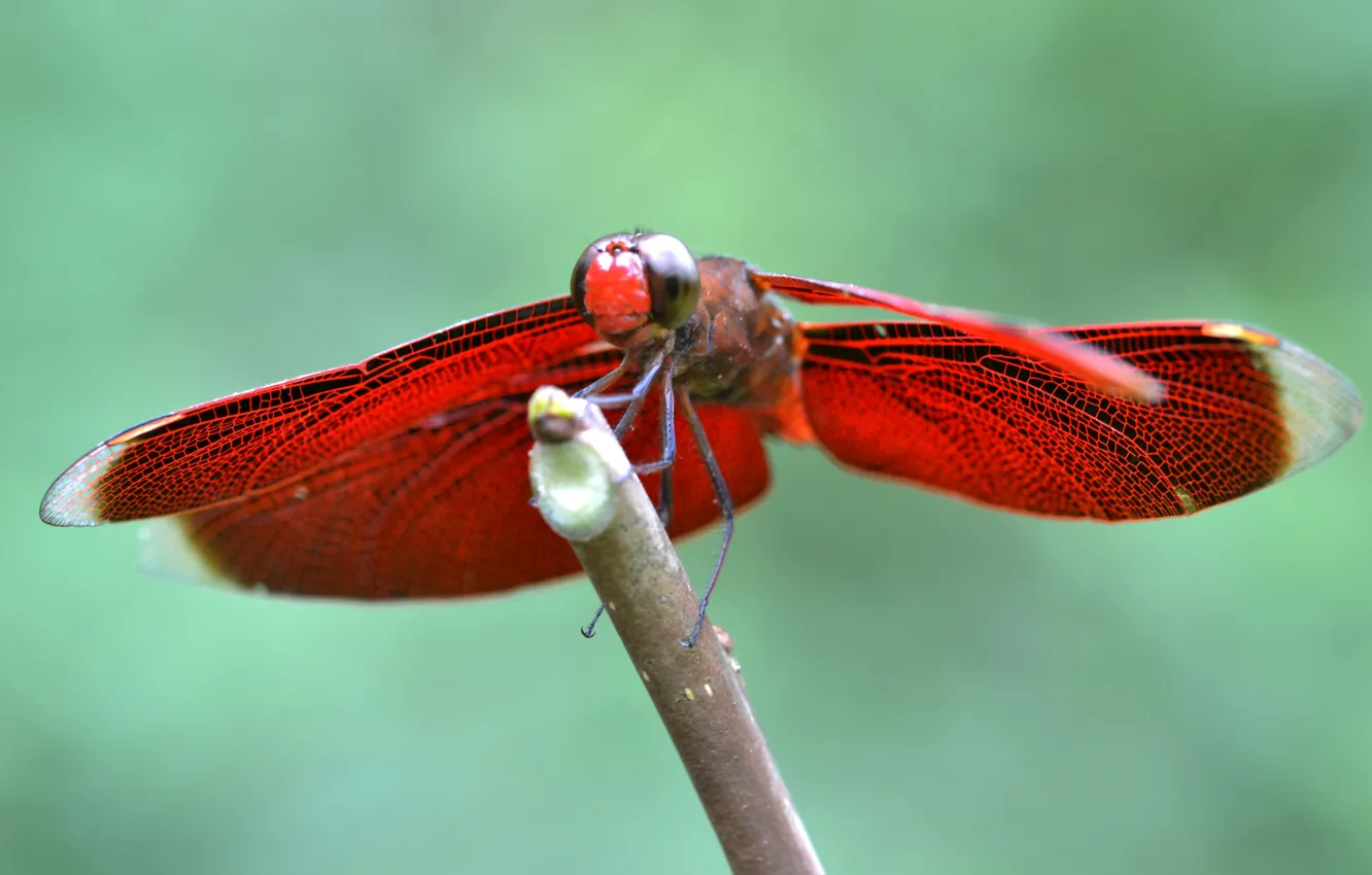 Photo wallpaper wings, branch, dragonfly, insect