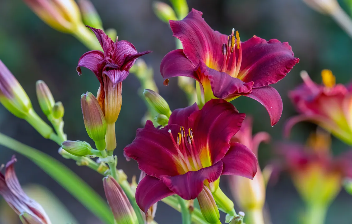 Photo wallpaper flowers, Lily, Bush, buds, flowering, raspberry, the daylilies