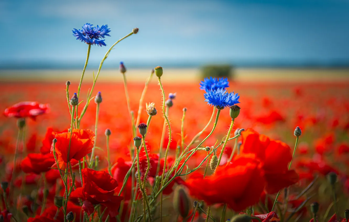 Photo wallpaper summer, flowers, nature