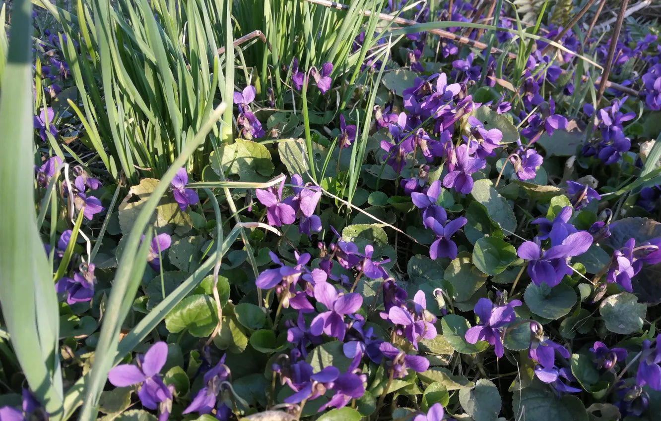 Photo wallpaper grass, flowers, spring, violet