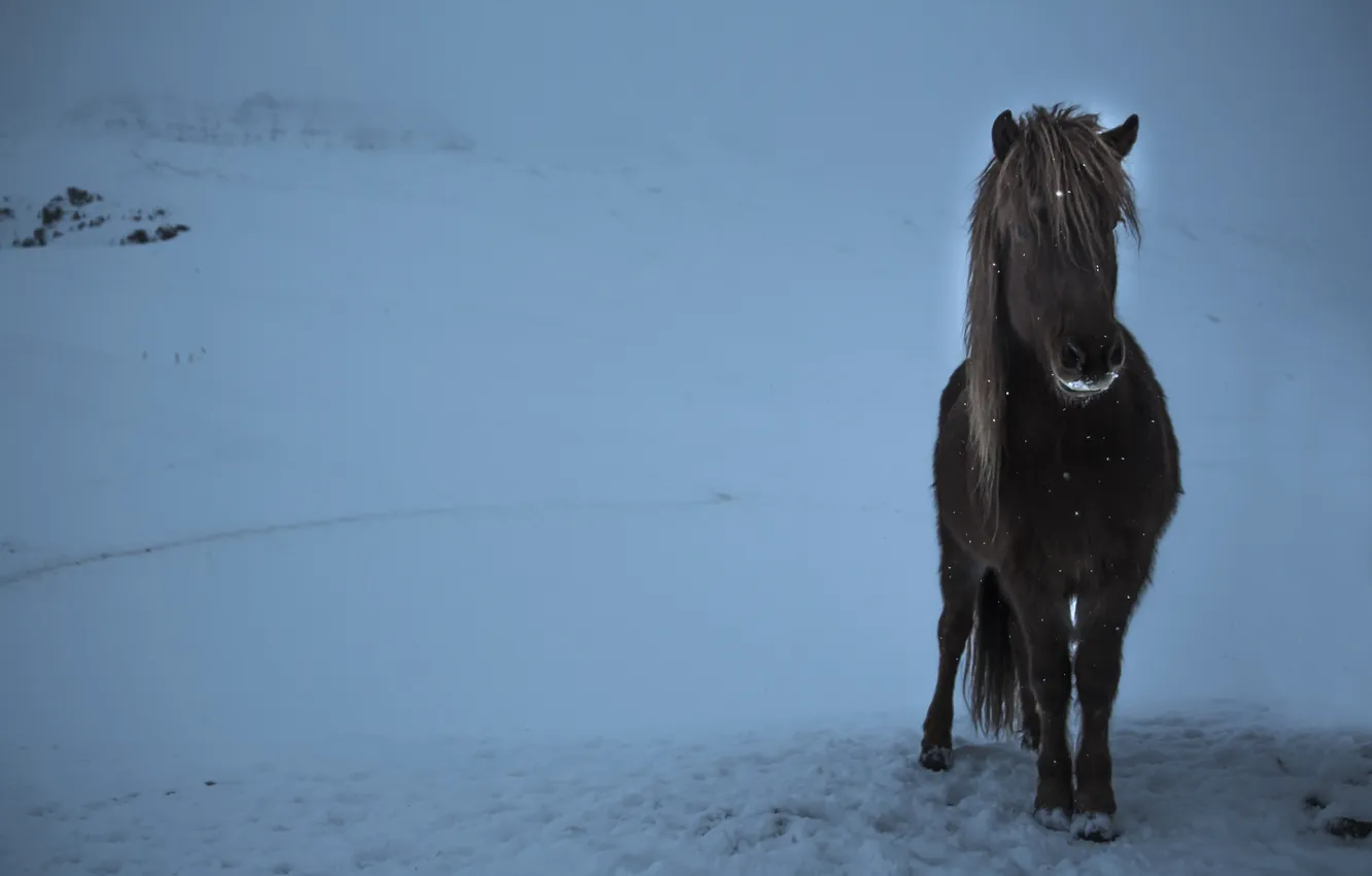 Photo wallpaper winter, horse, the evening