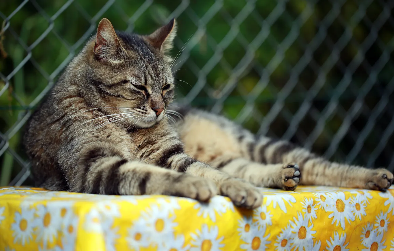 Photo wallpaper summer, cat, mustache, stay, legs