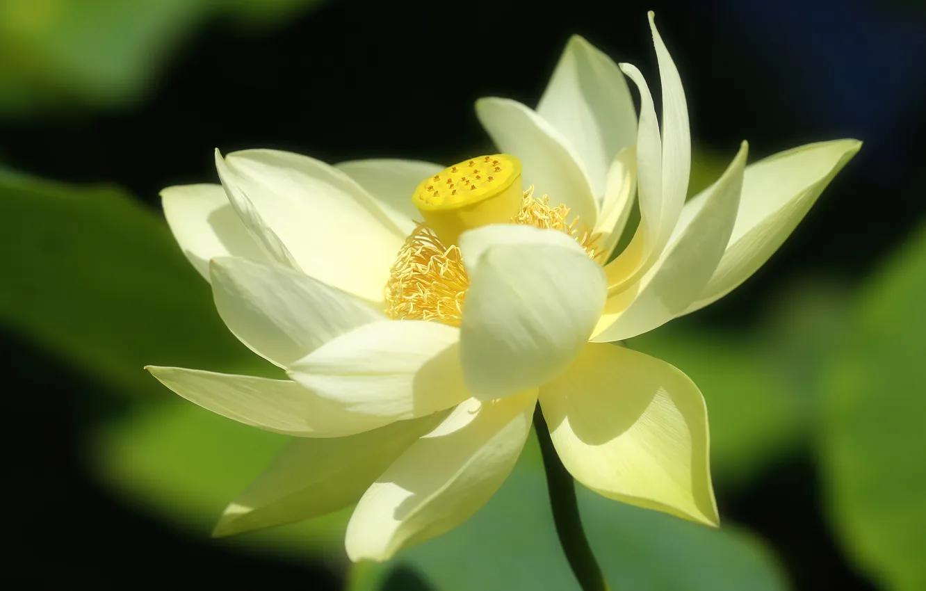 Photo wallpaper macro, nature, petals, Lotus