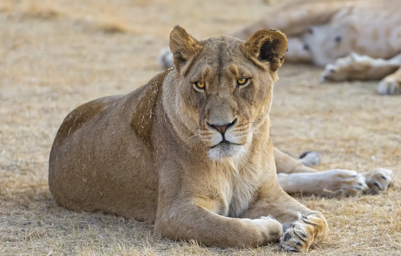 Photo wallpaper cat, lioness, ©Tambako The Jaguar
