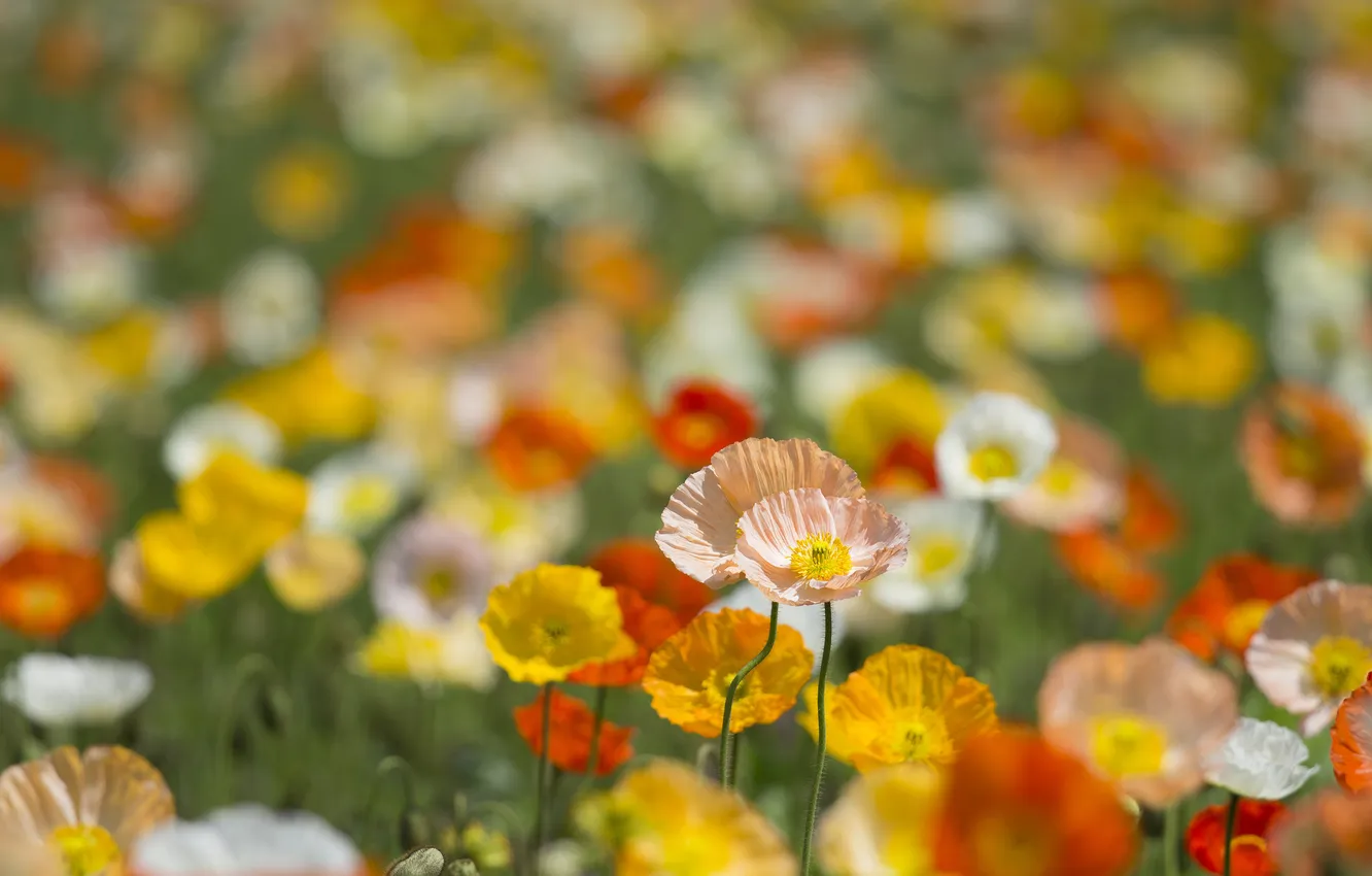 Photo wallpaper field, nature, Maki, petals, meadow