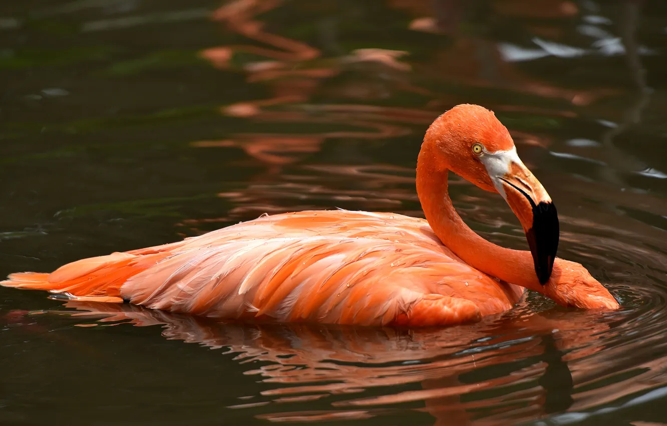 Photo wallpaper water, bird, feathers, beak, Flamingo