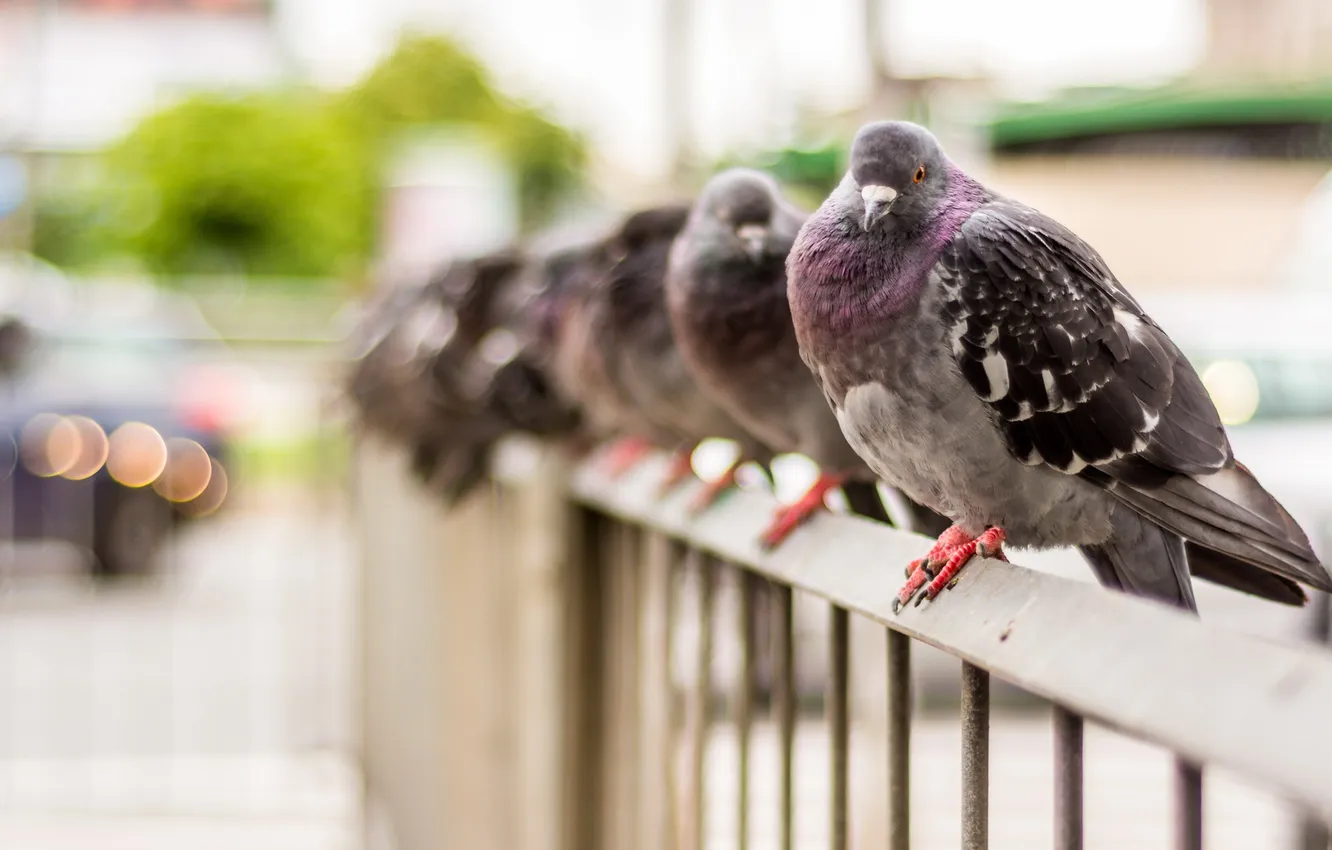 Photo wallpaper birds, the city, pigeons