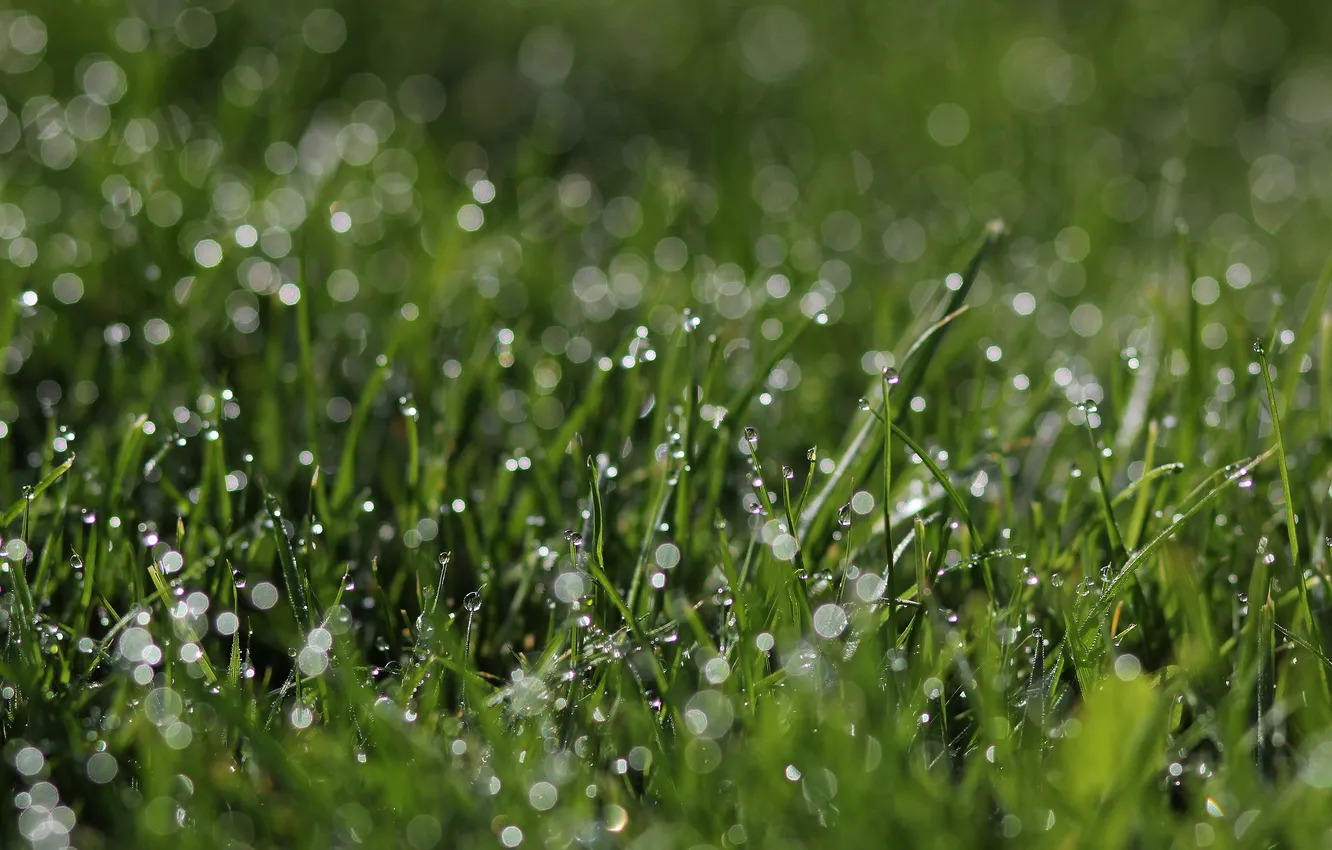Photo wallpaper grass, drops, green