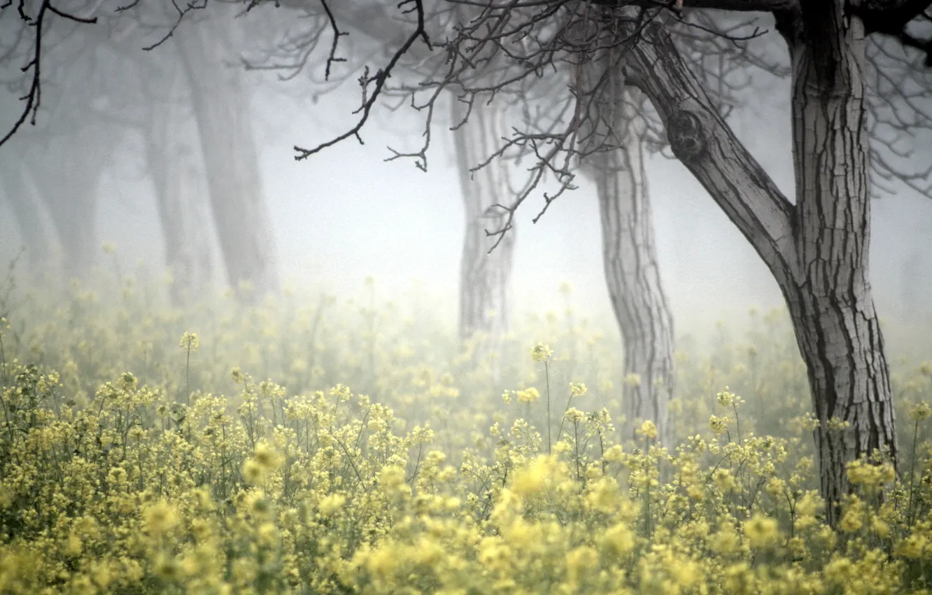 Photo wallpaper trees, landscape, nature, fog, rape