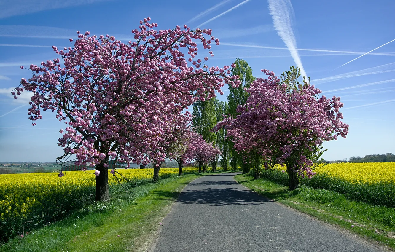 Photo wallpaper road, the sky, the sun, trees, field, spring, flowering, rape