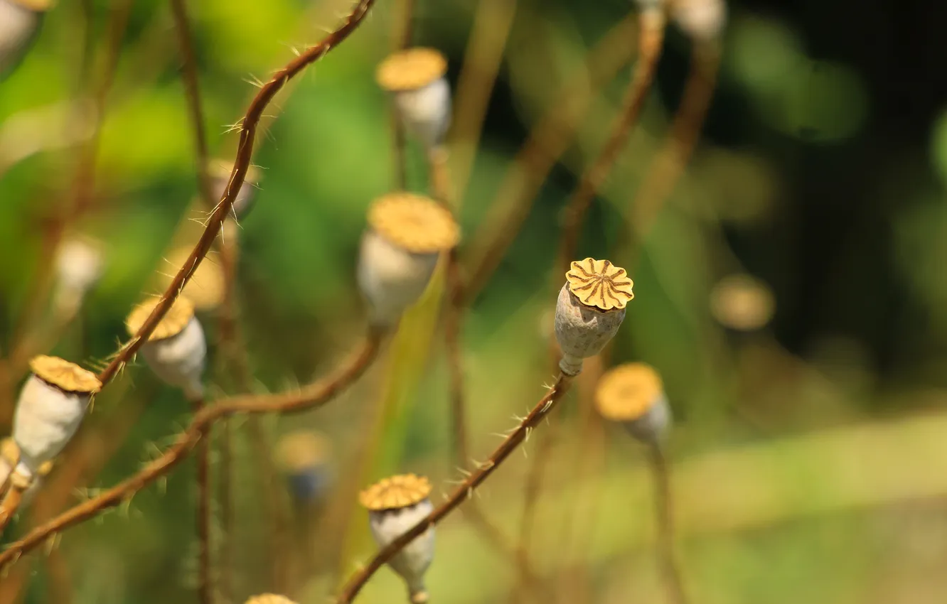 Photo wallpaper plant, dry, poppy seed