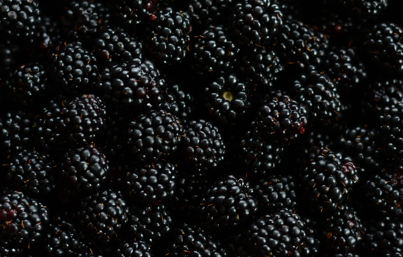 Photo wallpaper macro, berries, BlackBerry