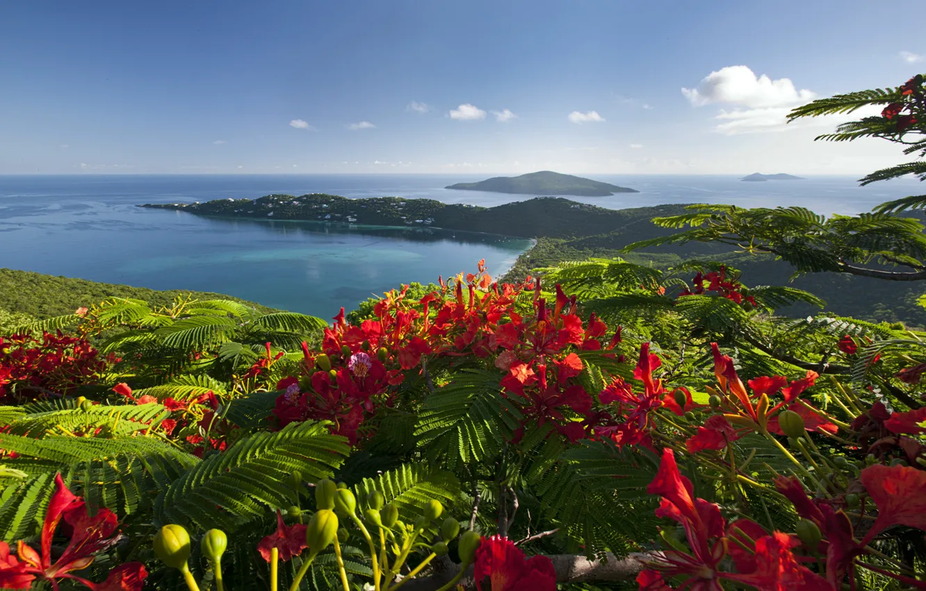 Photo wallpaper sea, flowers, shore, Caribbean