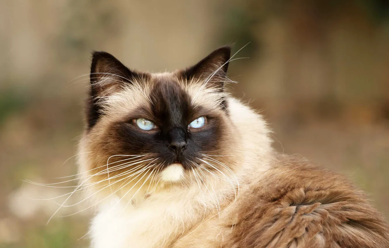 Photo wallpaper cat, cat, look, portrait, Burmese