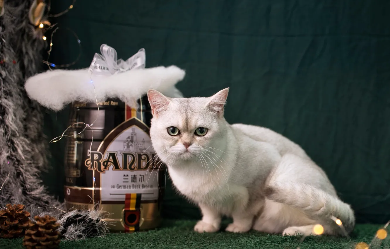 Photo wallpaper cat, white, cat, look, pose, beer, Bank, fabric