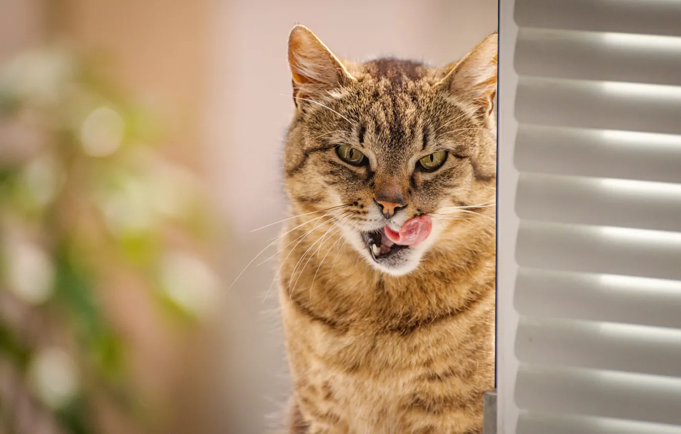 Photo wallpaper language, cat, cat, look, face, light, portrait, sitting