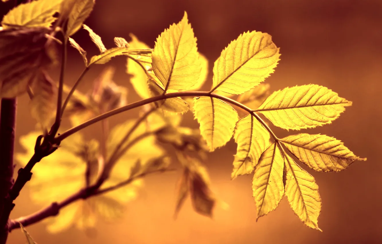 Photo wallpaper yellow, autumn, leaf
