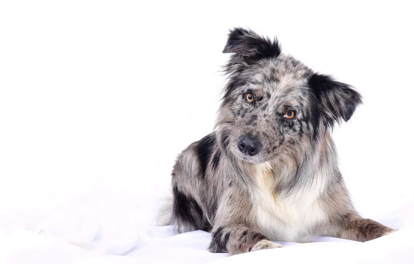 Photo wallpaper dog, look, Border Collie