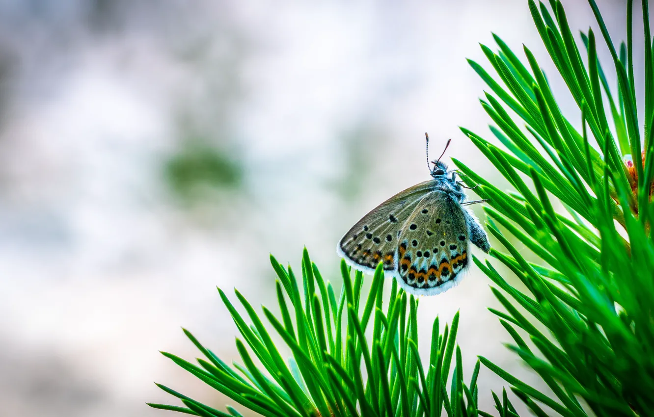 Photo wallpaper Macro, Butterfly, Plant, Needles, Tree, Insect, Macro, Insect