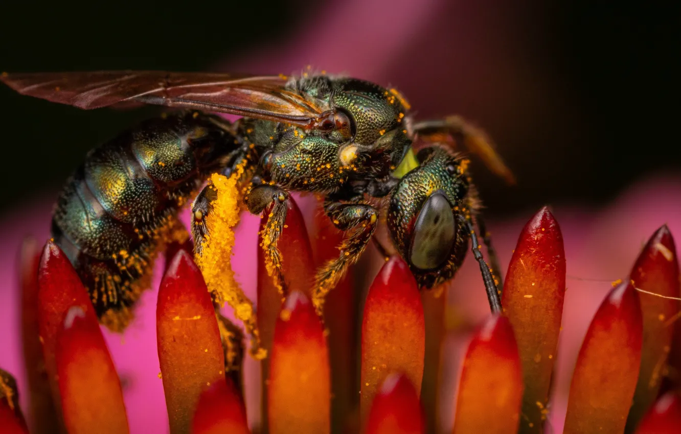Photo wallpaper macro, flowers, red, pollen, OSA, petals