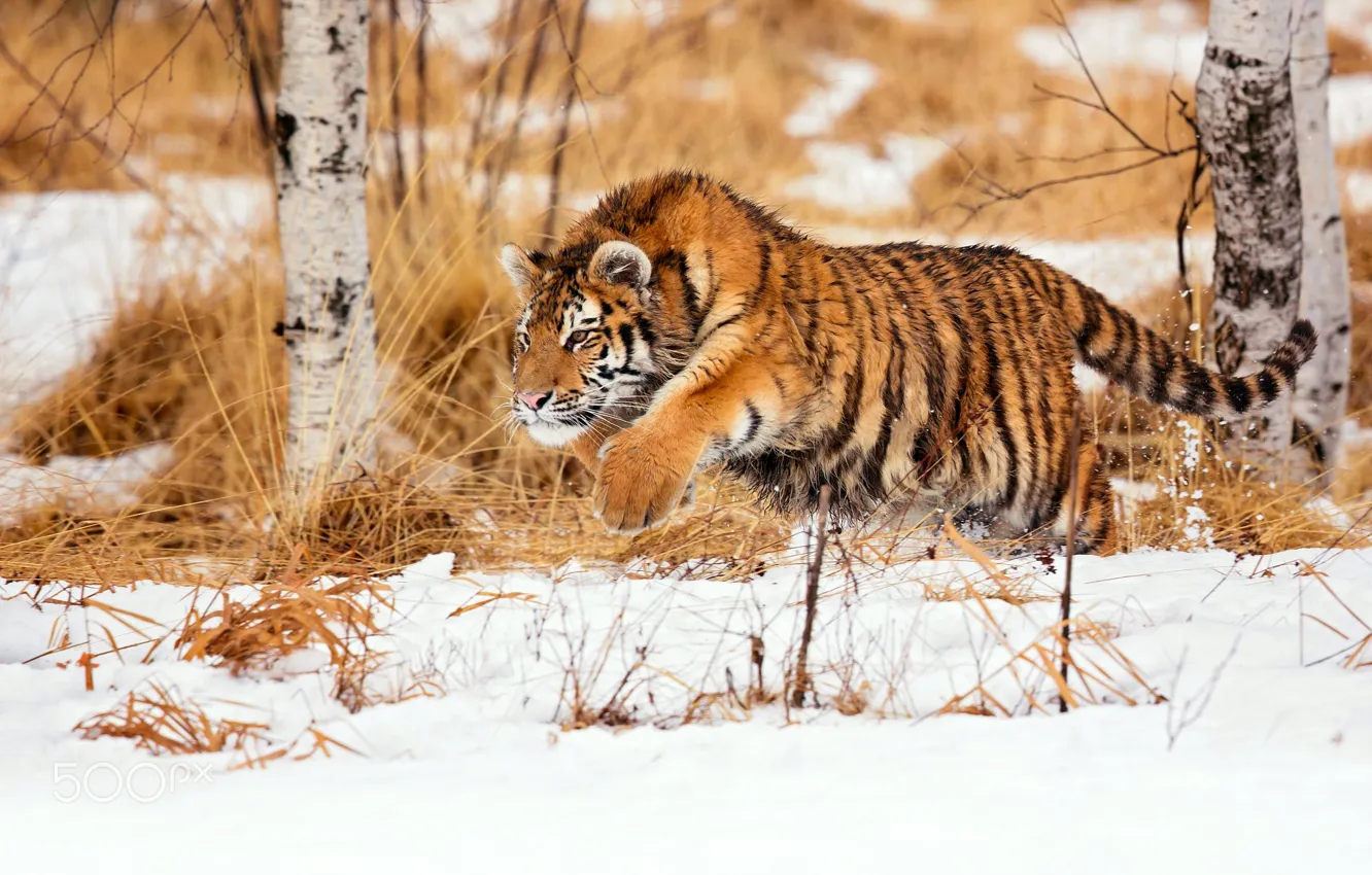 Photo wallpaper winter, snow, tiger, hunting, young tiger