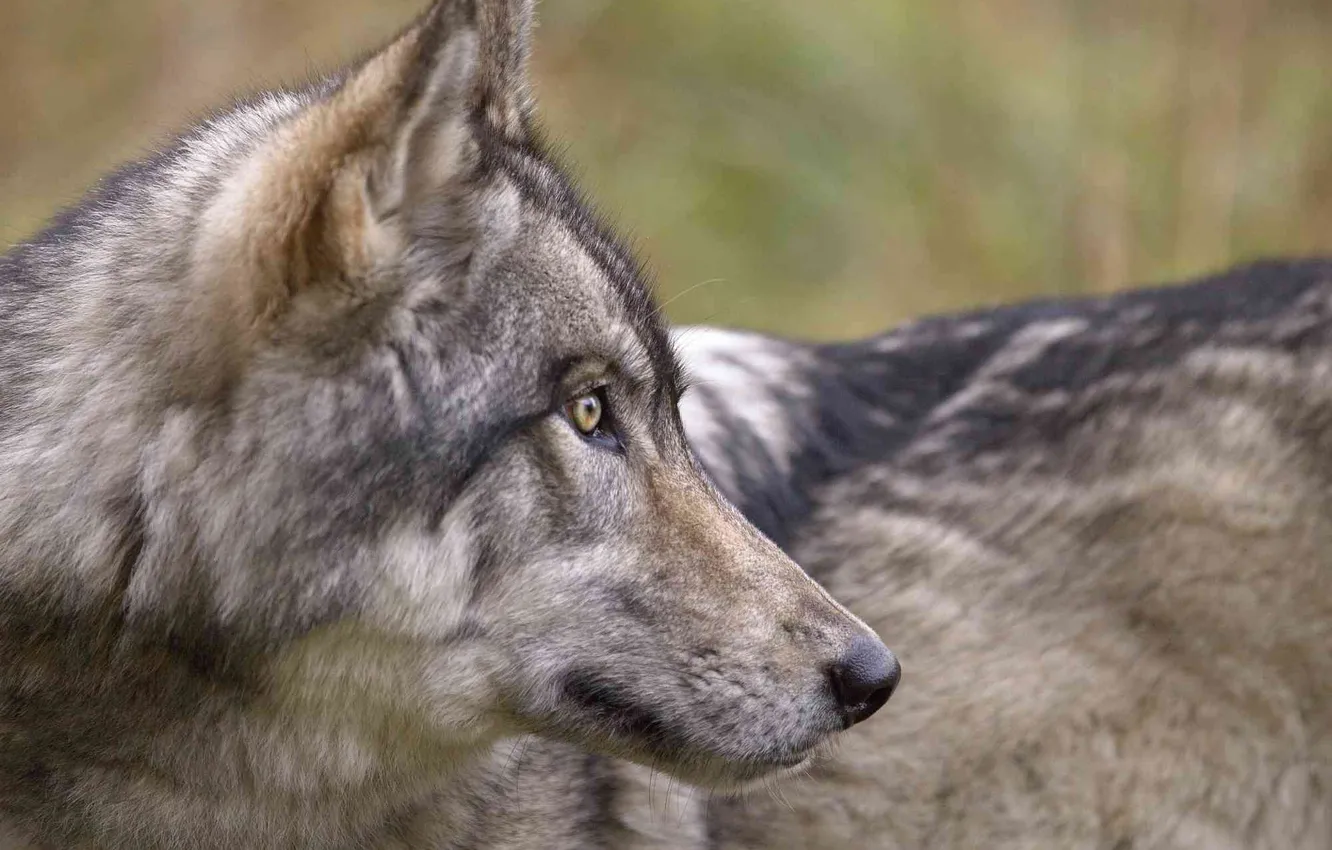 Photo wallpaper nature, Gray Wolf, face, animal, wolf, canis lupus, wildlife, head