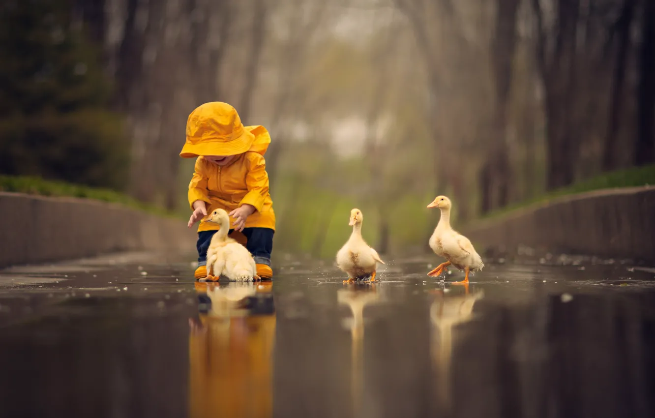 Photo wallpaper water, birds, puddle, baby, child, Chicks, the goslings