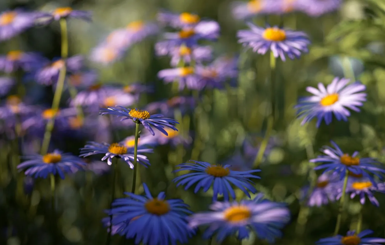 Photo wallpaper flowers, chamomile, Purple flowers, Alpine Aster