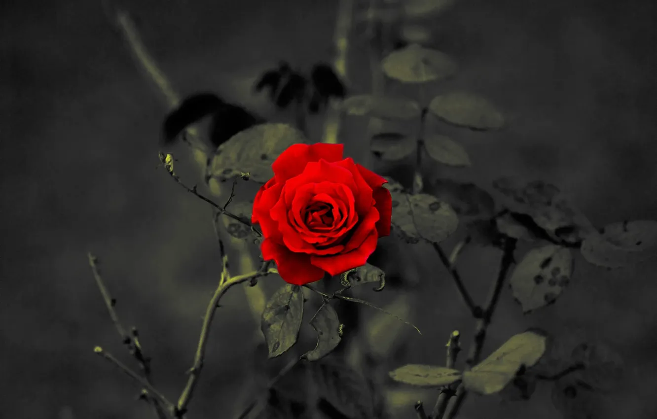 Photo wallpaper rose, petals, red