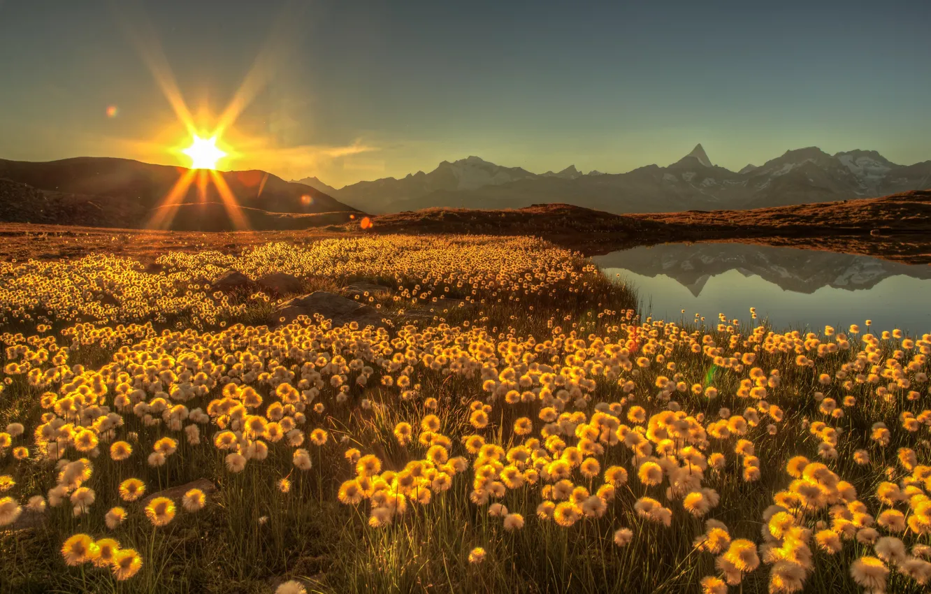 Photo wallpaper field, the sun, rays, flowers, mountains, lake, glare, dawn