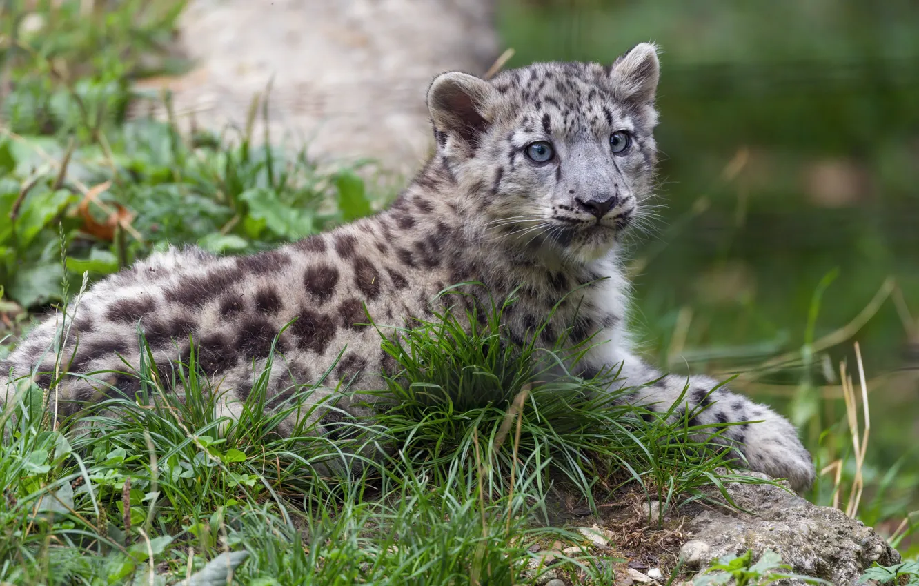 Photo wallpaper grass, IRBIS, snow leopard, cub