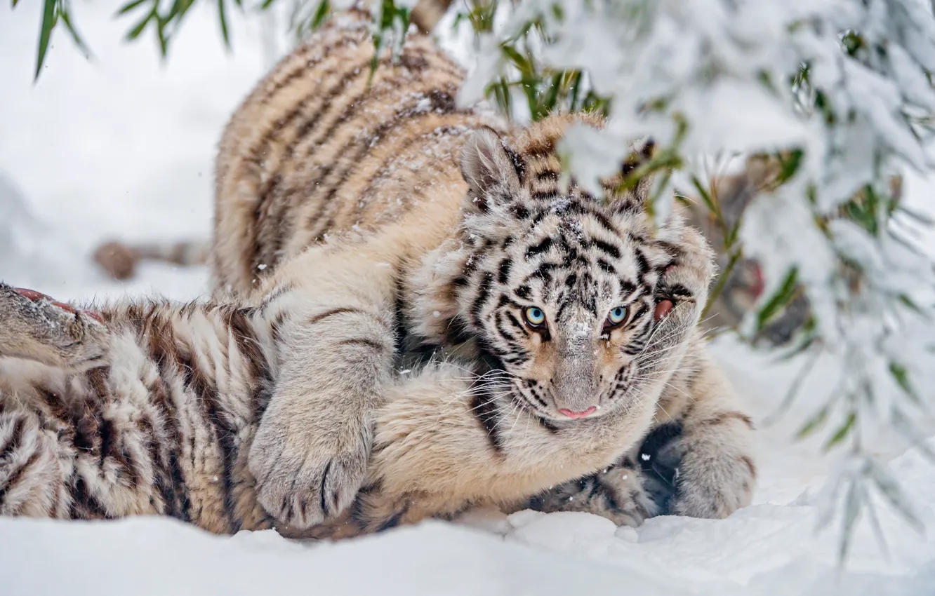 Photo wallpaper winter, white, look, leaves, snow, branches, nature, tiger