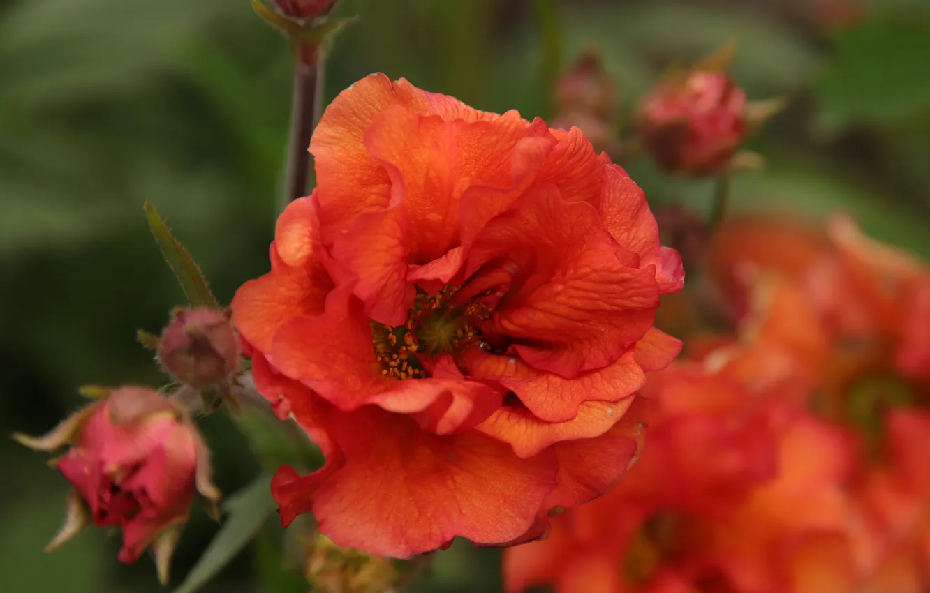 Photo wallpaper flowers, Geum, red, macro, garden, bokeh, petals, gravilat Chilean