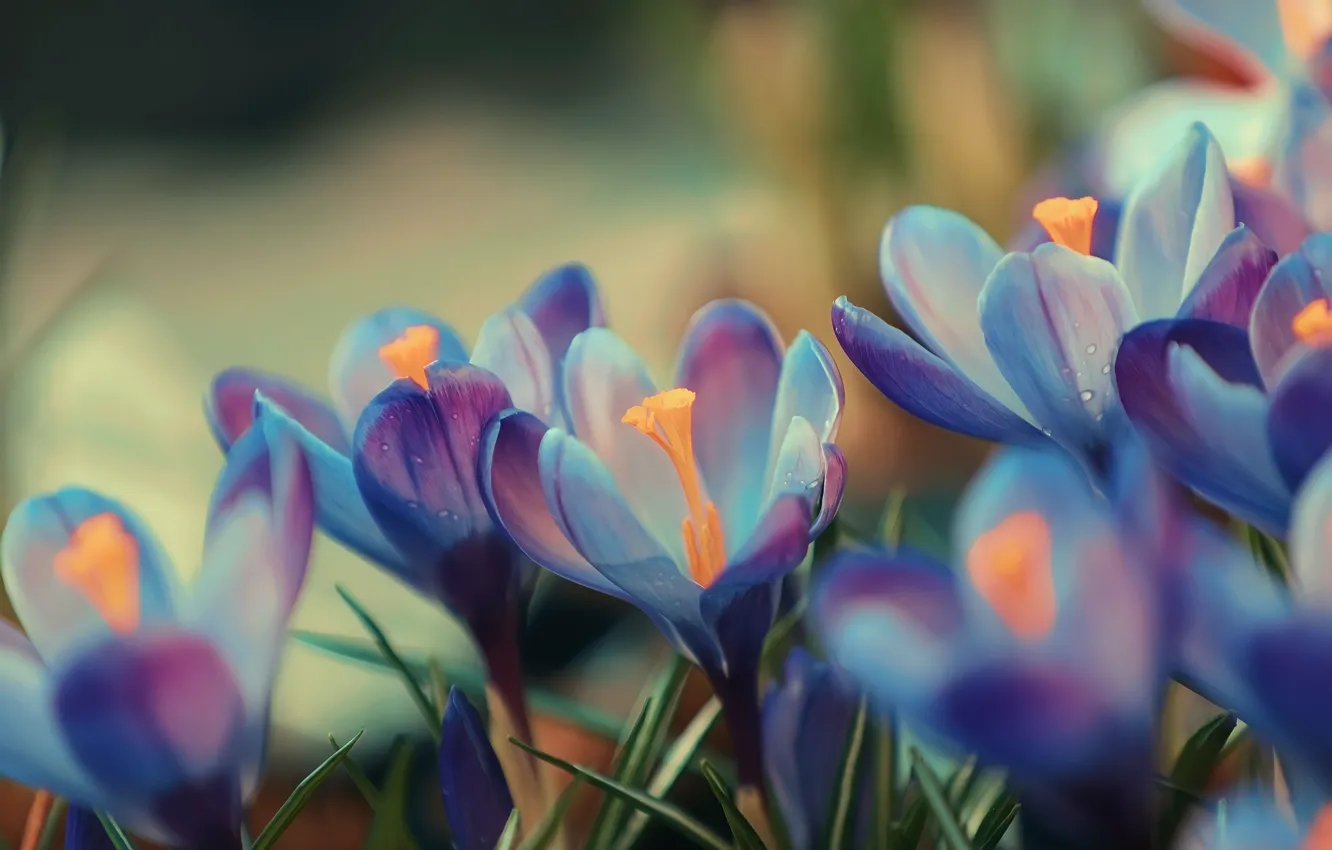 Photo wallpaper purple, macro, flowers, blue, blue, spring, crocuses, bokeh