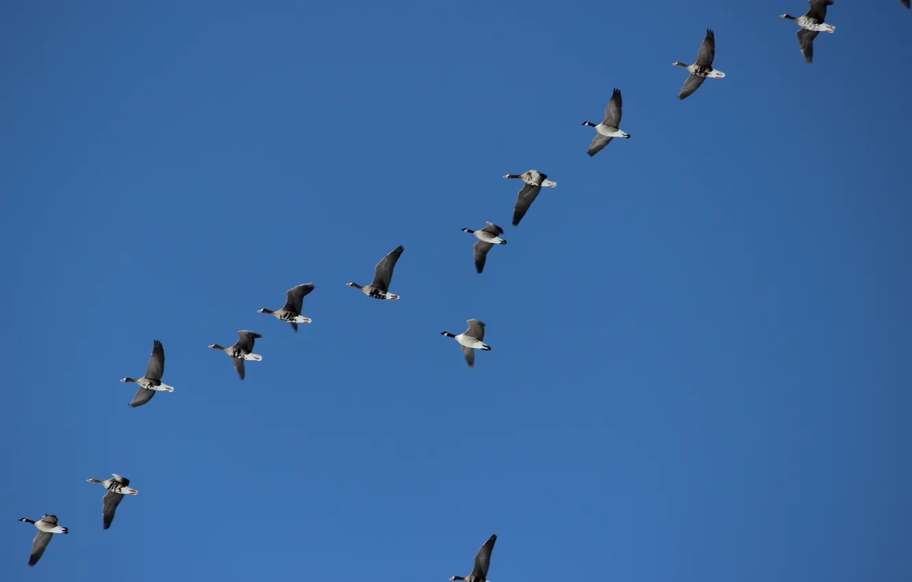 Photo wallpaper the sky, clouds, flight, landscape, nature, animal, a flock of birds