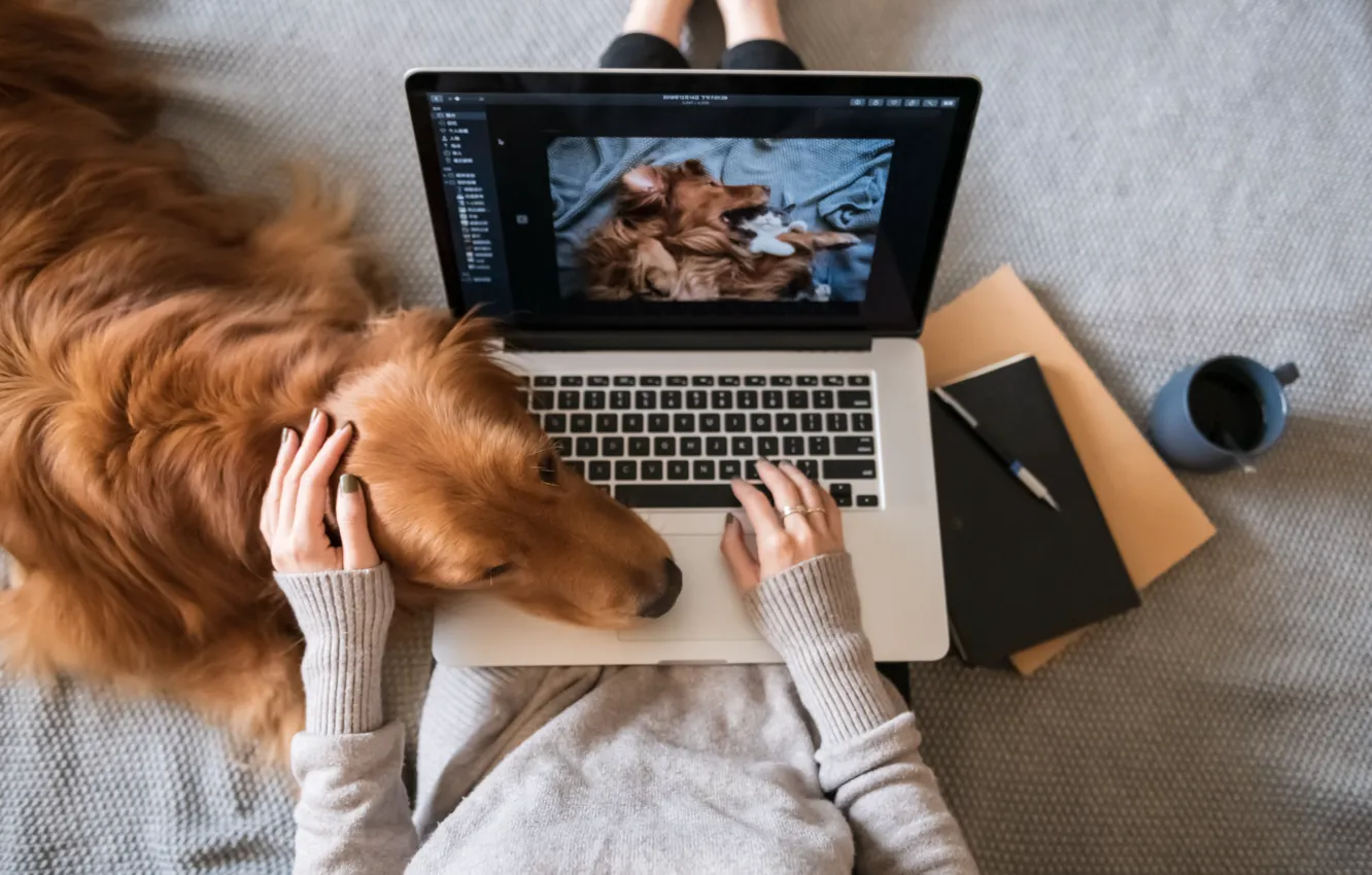 Photo wallpaper Girl, Hands, ASUS, Golden Retriever, Golden Retriever, Premium chromebook, Premium Chromebook, ASUS Chromebook Flip CX3