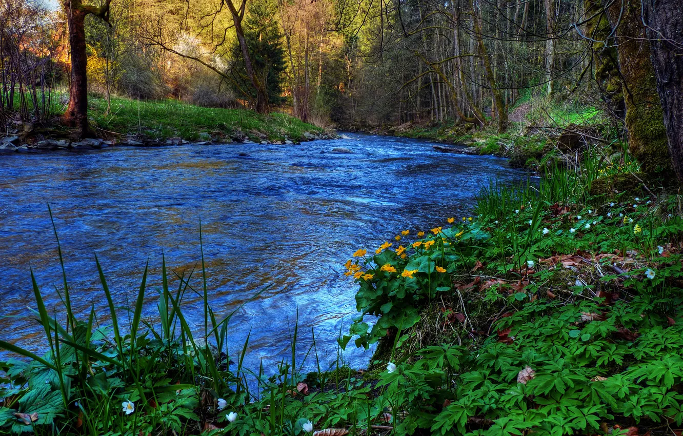 Photo wallpaper forest, grass, trees, flowers, river, stream