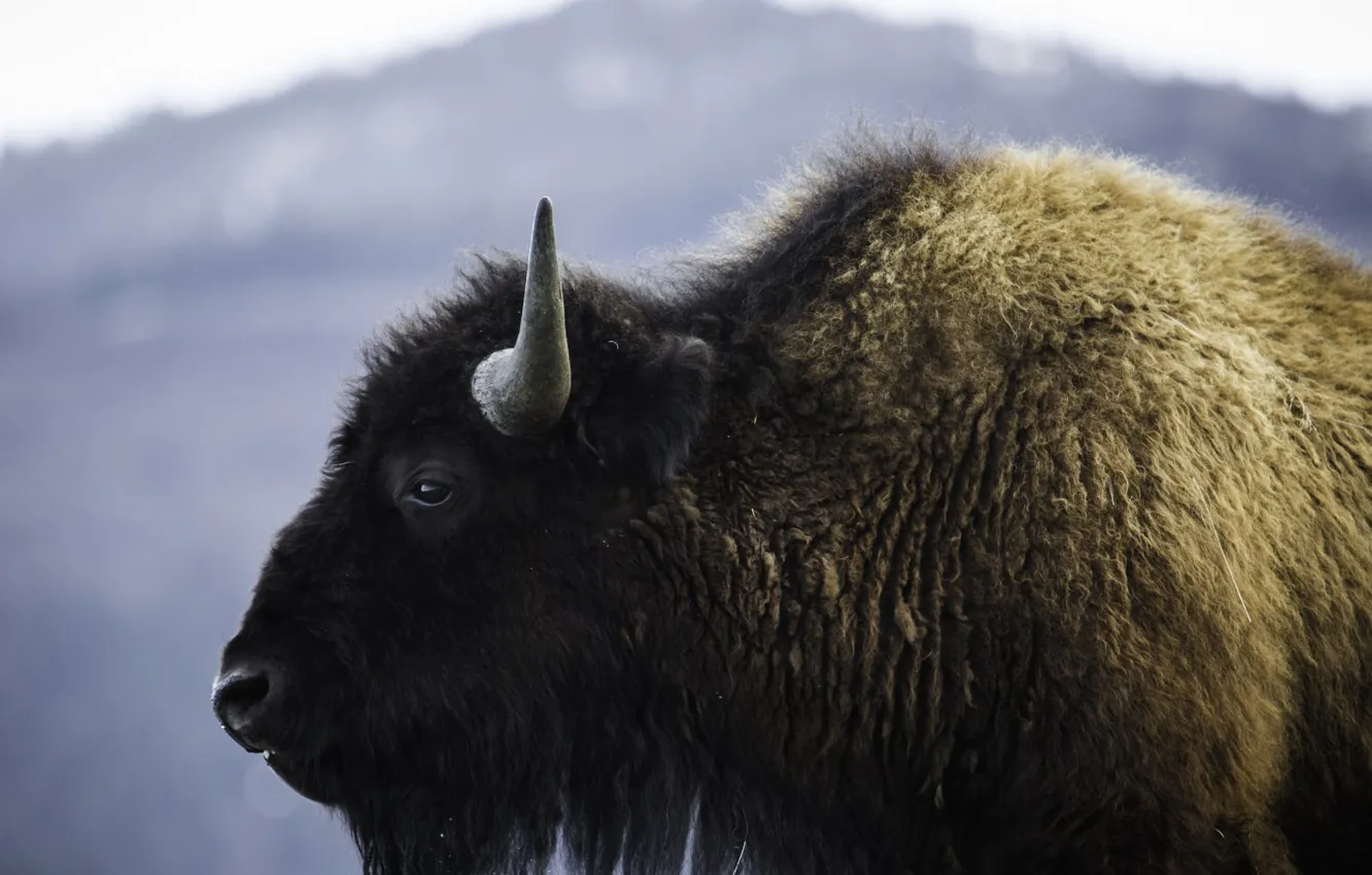 Photo wallpaper nature, animal, wild, portrait, mammal, buffalo, massive, bison
