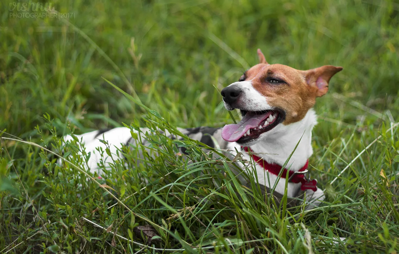Photo wallpaper grass, dog, dog, puppy, walk, Jack, Jack Russell Terrier, Russell