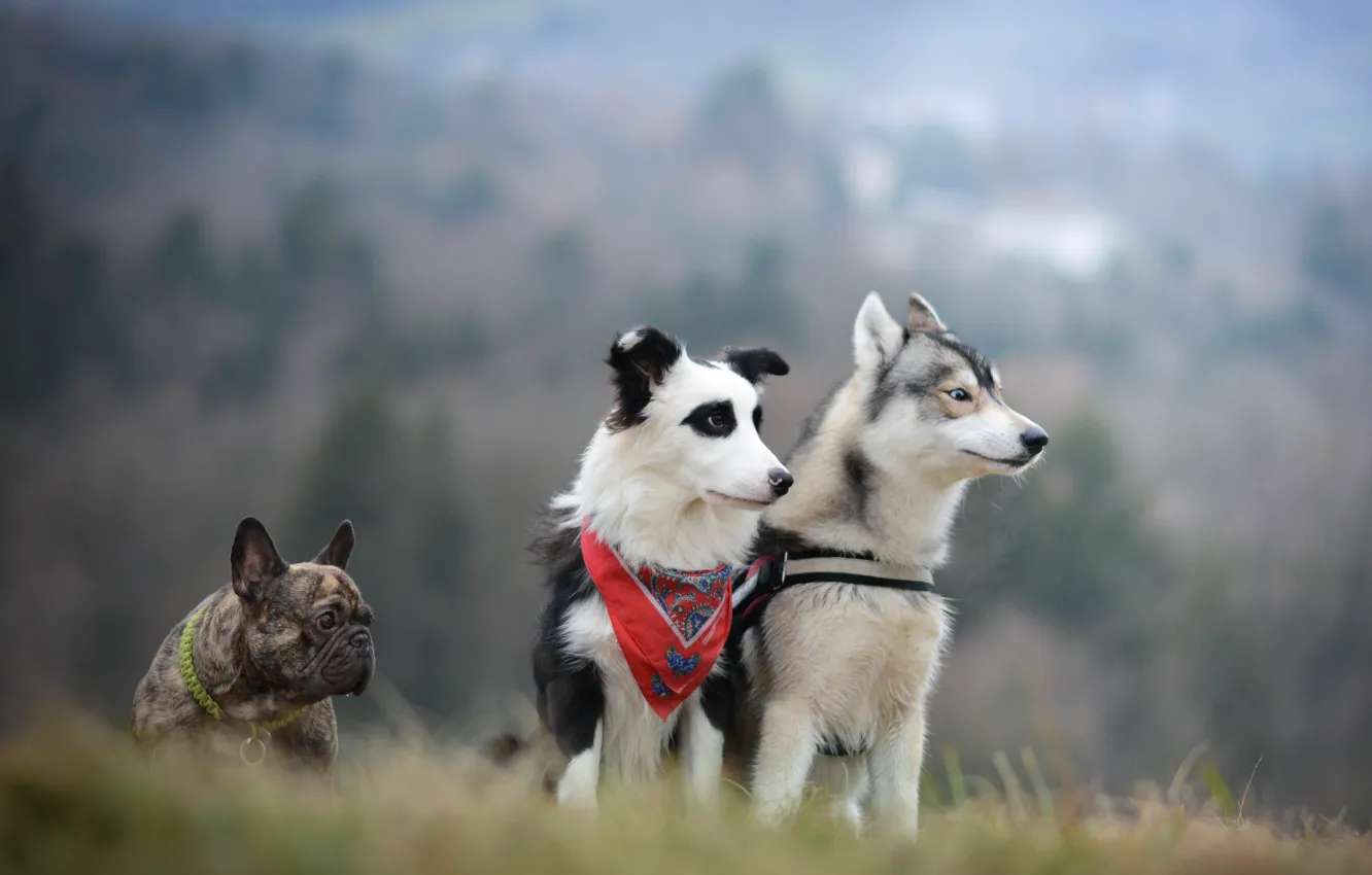 Photo wallpaper dogs, trio, husky, French bulldog, the border collie, Trinity