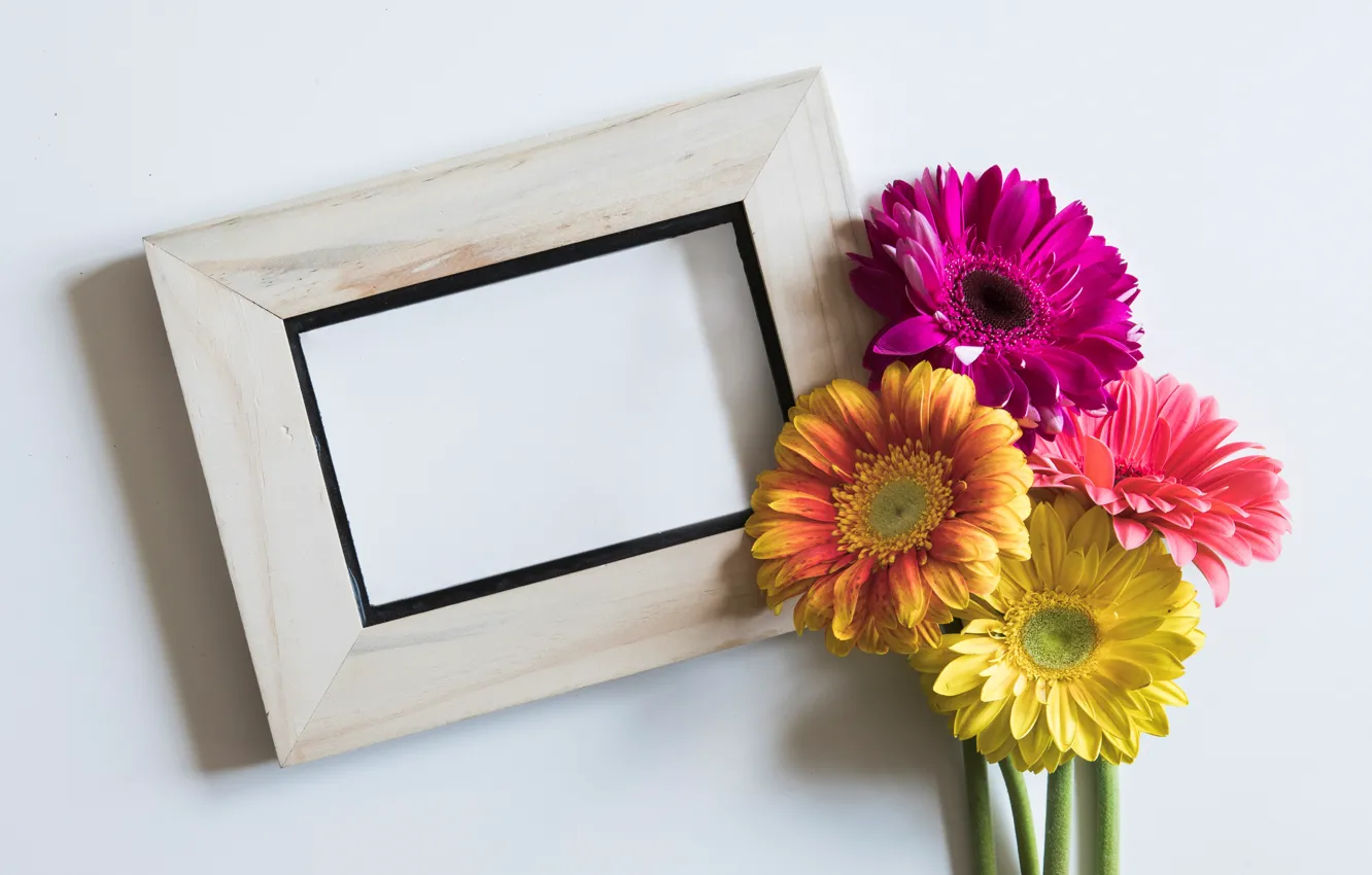 Photo wallpaper flowers, frame, colorful, gerbera, pink, flowers, spring, gerbera
