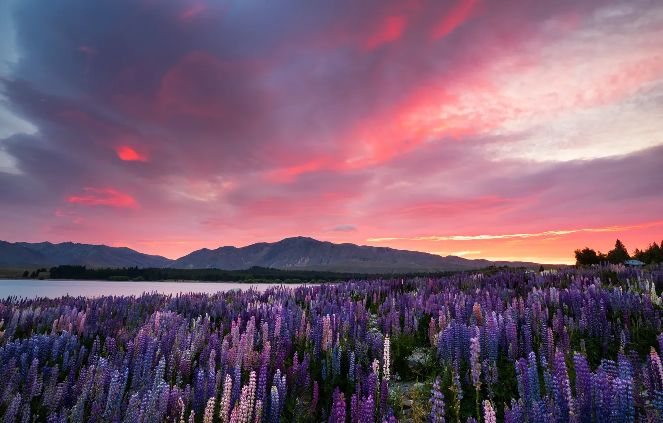 Photo wallpaper field, summer, the sky, clouds, light, sunset, flowers, mountains