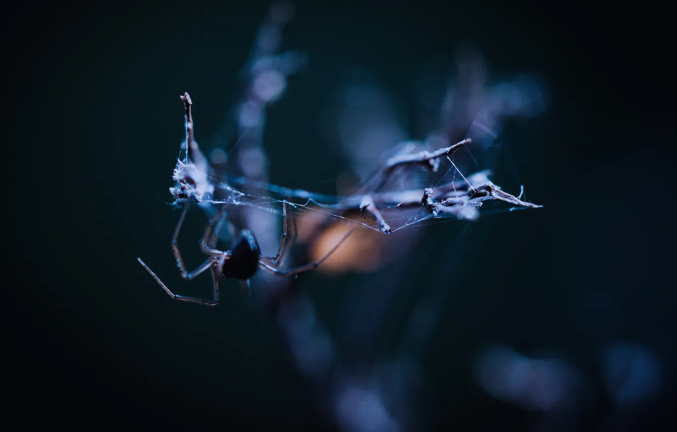 Photo wallpaper Spider, insect, spider web