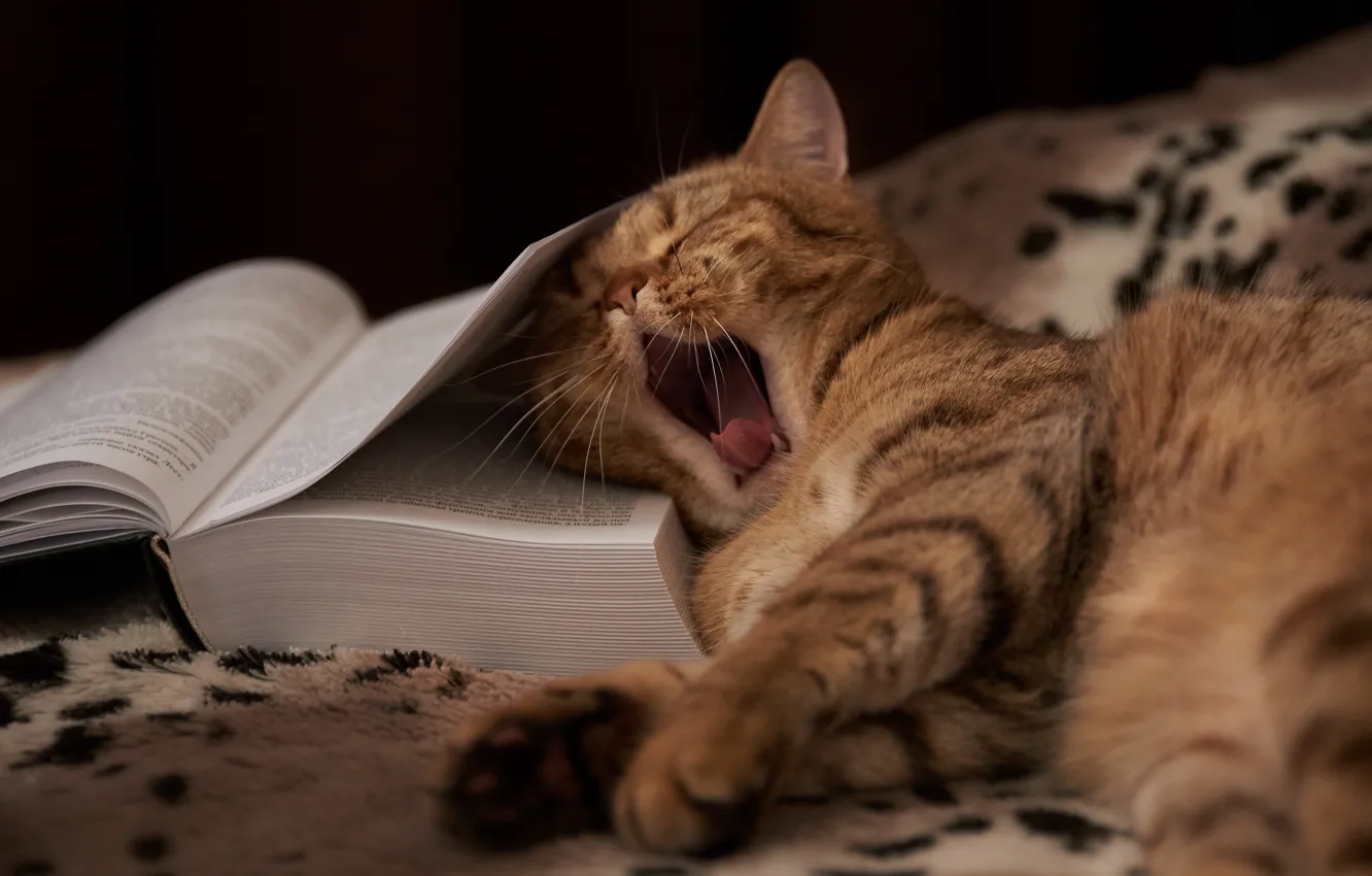 Photo wallpaper language, cat, pose, the dark background, stay, mouth, sleeping, lies