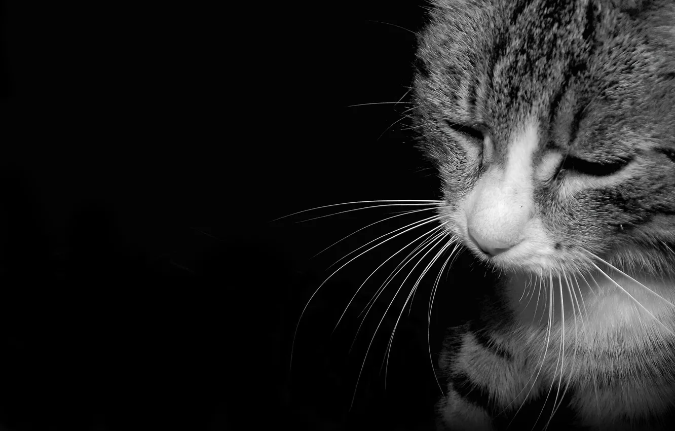 Photo wallpaper sadness, white, cat, darkness, mood, sadness, longing, black