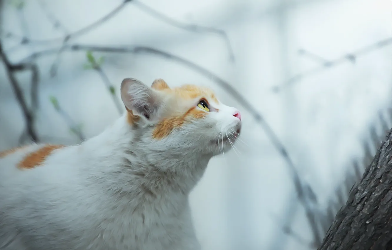 Photo wallpaper cat, look, background, tree