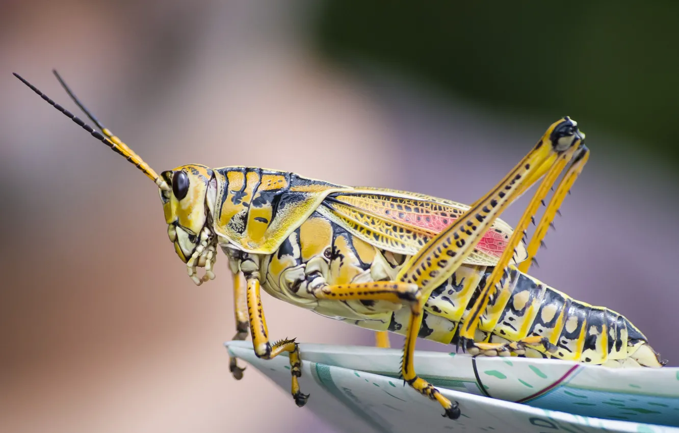 Photo wallpaper close-up, insect, grasshopper